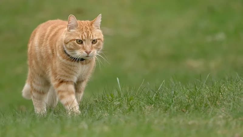 Kändiskatten Luffar-Lasse promenerar i gräset